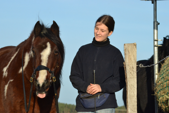 Reitpony Bolero gähnt bei der Handarbeit Reitpony Bolero gähnt bei der Handarbeit