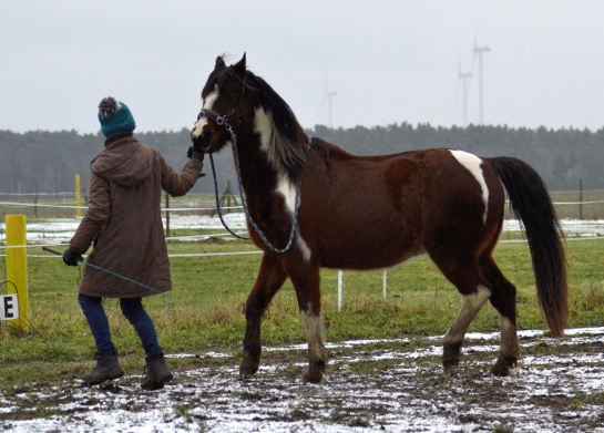 Lewitzer Bolero im versammelten Trab mit Antonia Ramm - Handarbeit Reitkunst Lewitzer Bolero im versammelten Trab mit Antonia Ramm - Handarbeit Reitkunst