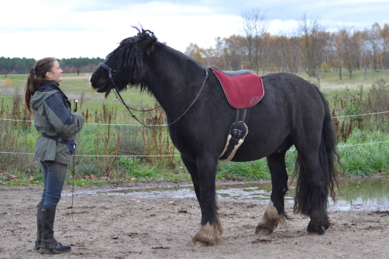 Antonia mit Tinker Charismo auf dem Reitplatz Antonia mit Tinker Charismo auf dem Reitplatz